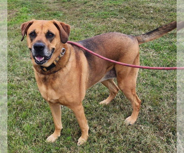 Medium Photo #5 Black Mouth Cur-German Shepherd Dog Mix Puppy For Sale in Evansville, IN, USA