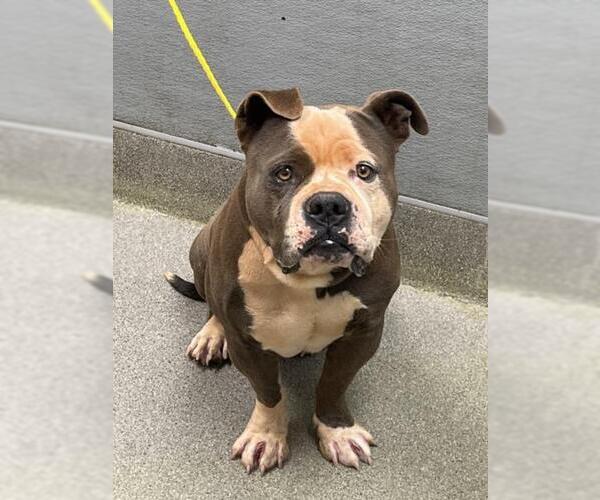 Medium Photo #1 Mutt Puppy For Sale in Las Vegas, NV, USA