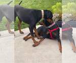 Small Photo #7 Doberman Pinscher-Unknown Mix Puppy For Sale in Escondido, CA, USA
