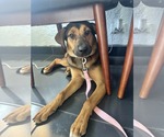 Small #4 American Foxhound Mix