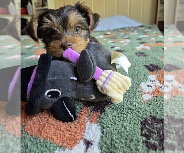 Medium Photo #14 Yorkshire Terrier Puppy For Sale in RHOADESVILLE, VA, USA