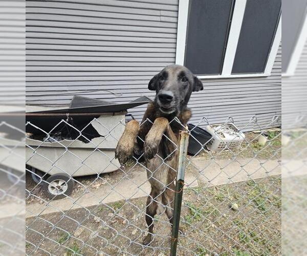 Medium Photo #1 Mutt Puppy For Sale in San Antonio, TX, USA