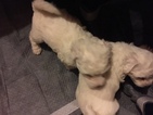 Small Photo #7 Bichon Frise Puppy For Sale in ALPHARETTA, GA, USA