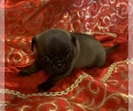Small Photo #2 Pug Puppy For Sale in MANCHESTER, MI, USA