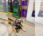 Small Photo #12 Mutt Puppy For Sale in Derwood, MD, USA