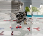 Small #1 French Bulldog