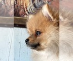 Small Photo #4 Pomeranian Puppy For Sale in DOWNING, MO, USA