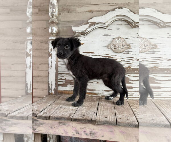 Medium Photo #3 Labrador Retriever-Unknown Mix Puppy For Sale in Rockaway, NJ, USA