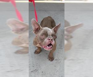 French Bulldog Dogs for adoption in Redlands, CA, USA