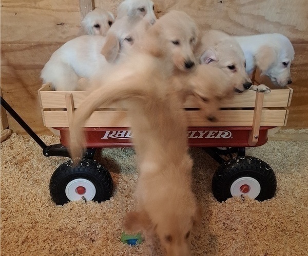Medium Photo #8 Golden Retriever Puppy For Sale in CITRUS HEIGHTS, CA, USA
