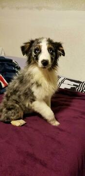 Medium Photo #1 Australian Shepherd Puppy For Sale in DALLAS, TX, USA