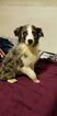 Small Photo #1 Australian Shepherd Puppy For Sale in DALLAS, TX, USA