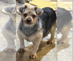 Small #1 Mutt