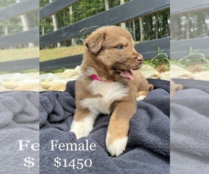 Australian Shepherd Puppy for sale in PENDERGRASS, GA, USA