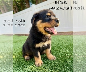 Rottweiler Litter for sale in GRESHAM, OR, USA