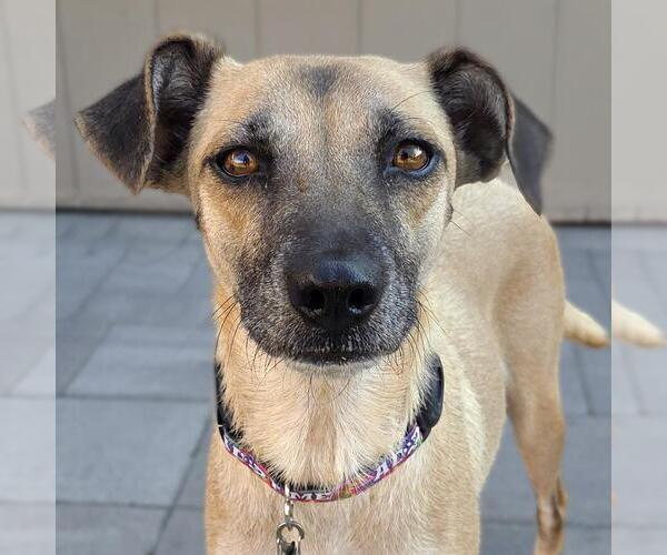 Medium Photo #10 Mutt Puppy For Sale in San Diego, CA, USA