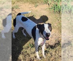 Pointer Dogs for adoption in San Antonio, TX, USA