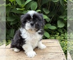 Small #1 Shih Tzu