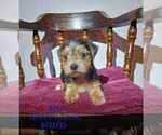 Puppy Billie Yorkshire Terrier