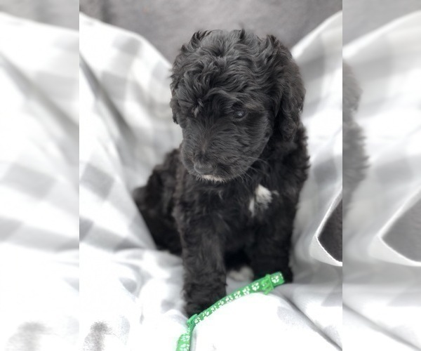 Medium Photo #3 Bernedoodle Puppy For Sale in WINTER, WI, USA