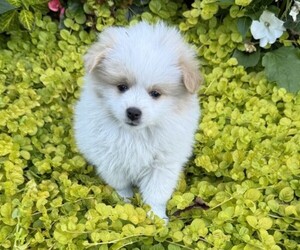 Pomeranian Puppy for sale in CURTISS, WI, USA