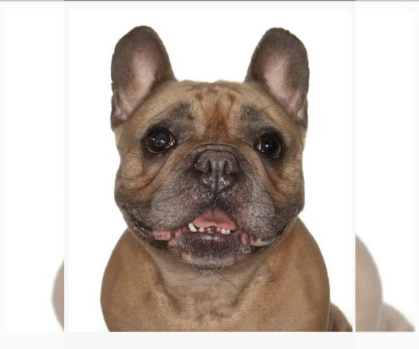 Medium Photo #1 French Bulldog Puppy For Sale in Fort Pierce, FL, USA