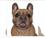 Small French Bulldog