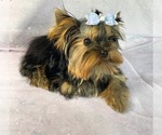 Small Photo #1 Yorkshire Terrier Puppy For Sale in OSCODA, MI, USA