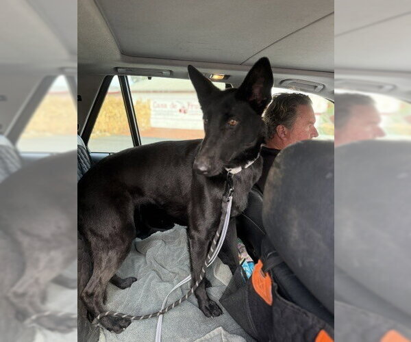 Medium Photo #1 Holland Shepherd-Unknown Mix Puppy For Sale in Imlay City, MI, USA