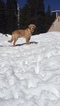 Small Photo #9 Golden Retriever Puppy For Sale in ARLINGTON, WA, USA