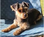 Small #8 Mutt