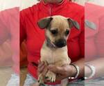 Small #5 Chiweenie