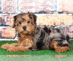 Small Photo #1 YorkiePoo Puppy For Sale in BEL AIR, MD, USA