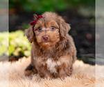 Small #2 Yorkipoo