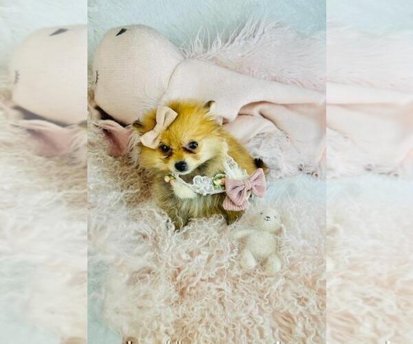 Medium Photo #7 Pomeranian Puppy For Sale in FORT LAUDERDALE, FL, USA