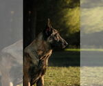 Small #6 German Shepherd Dog