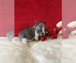 Small Photo #6 French Bulldog Puppy For Sale in NAPLES, FL, USA