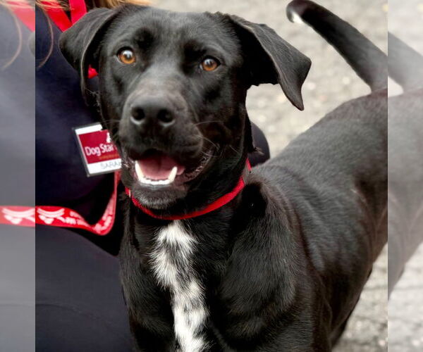 Medium Photo #5 Labrador Retriever-Unknown Mix Puppy For Sale in Canton, CT, USA