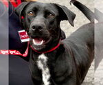 Small #4 Labrador Retriever Mix