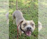 Small #1 American Staffordshire Terrier