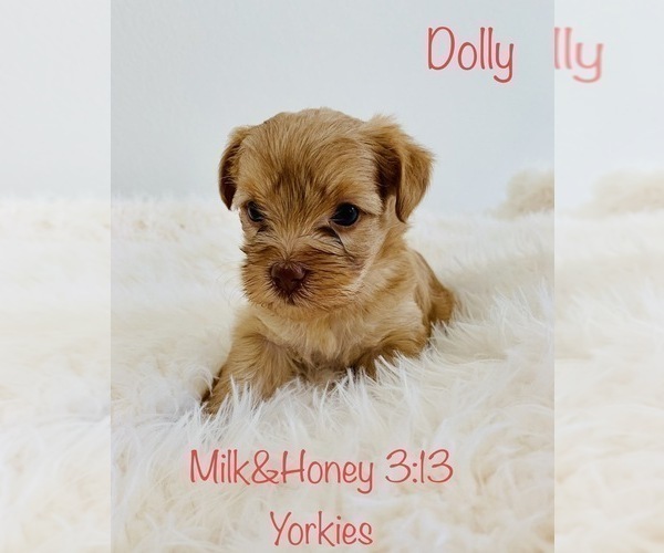 Medium Photo #1 Yorkshire Terrier Puppy For Sale in LA SIERRA, CA, USA
