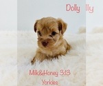Puppy 1 Yorkshire Terrier