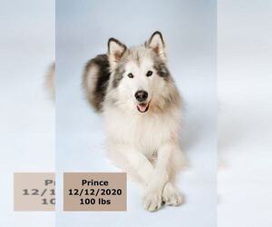 Alaskan Malamute Dogs for adoption in West Hollywood, CA, USA