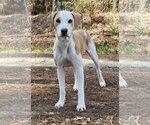 Small Photo #3 Pointer-Unknown Mix Puppy For Sale in Wetumpka, AL, USA