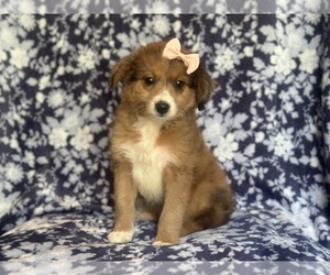 Aussiedoodle Miniature Puppy for sale in LAKELAND, FL, USA