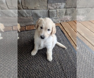 Goldendoodle Puppy for sale in SIDNEY, MT, USA