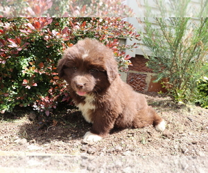 Newfoundland Puppy for sale in SHILOH, OH, USA