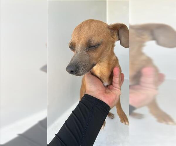 Medium Photo #1 Chihuahua Puppy For Sale in Houston, TX, USA