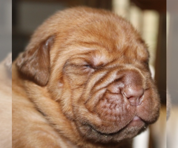 Medium Photo #5 Dogue de Bordeaux Puppy For Sale in ATTLEBORO, MA, USA