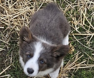 Pembroke Welsh Corgi Puppy for sale in MILTON, WI, USA